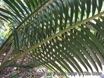 Lepidozamia peroffskyana