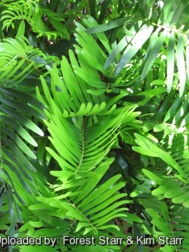 Zamia integrifolia