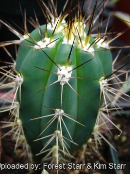 Stetsonia coryne