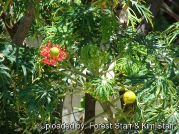 Jatropha multifida