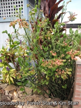 Euphorbia bracteata