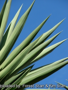 Yucca gigantea