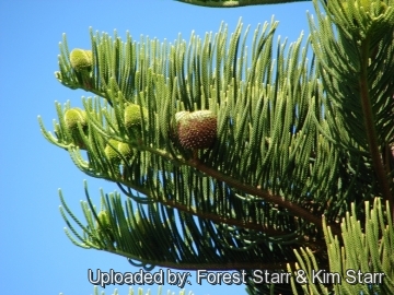 Araucaria columnaris