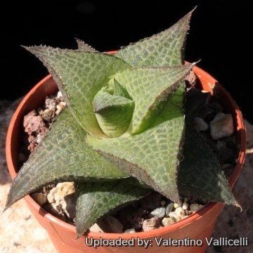 Haworthia venosa subs. tessellata