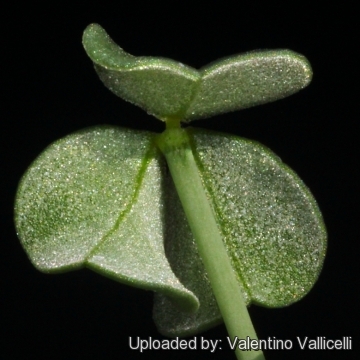 Oxalis megalorrhiza