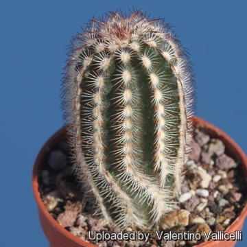 Echinocereus reichenbachii var. purpureus