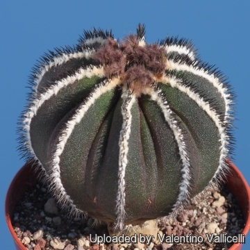 Uebelmannia pectinifera