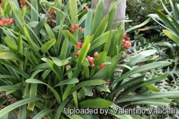 Clivia miniata