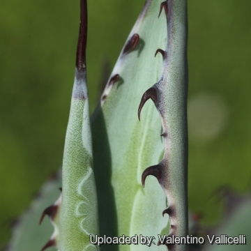 Agave flexispina