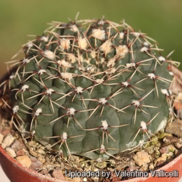 Gymnocalycium pseudoragonesei