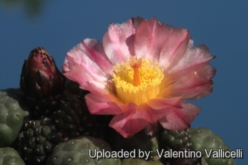 Maihueniopsis bonnieae cv. Inermis