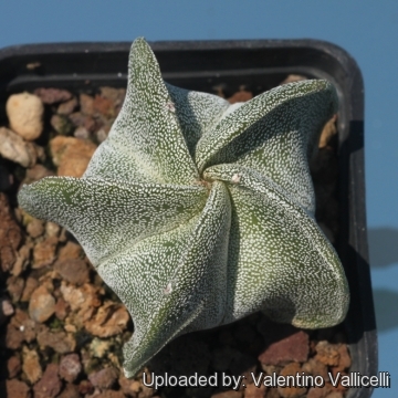 Astrophytum myriostigma var. strongylogonum