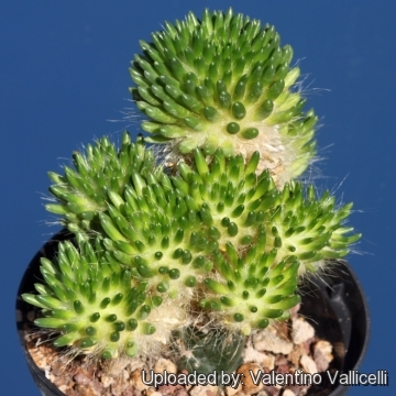 Austrocylindropuntia malyana