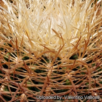 Echinocactus grusonii var. albispinus