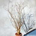 Bursera fagaroides ( in winter without leaves)