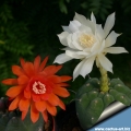 Standard orange-red flowered form and 