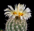 Coryphantha echinus SB 391 (Collector Steven Brack)  Pecos County, Texas, USA.