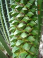 Male cones in Joe's Cycad Gardens.