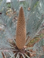 Cycas furfuracea. Male cone.