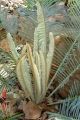 Cycas furfuracea. Bold Bluff. New leaf flush.