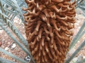 Cycas furfuracea. Male cone, microsporophylls.