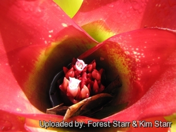 20908 star Forest Starr & Kim Starr