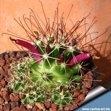 1451 cactus-art Cactus Art