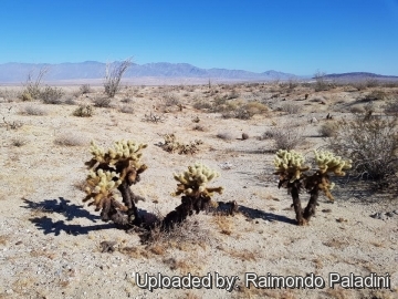 30139 RapCactus Raimondo Paladini