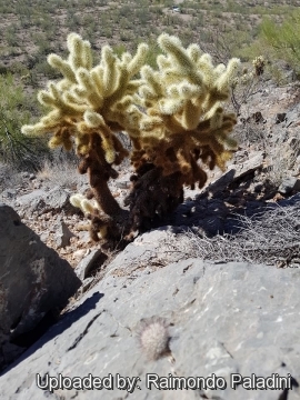 29950 RapCactus Raimondo Paladini