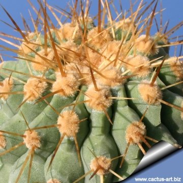 14723 cactus-art Cactus Art