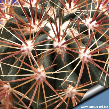 13233 cactus-art Cactus Art