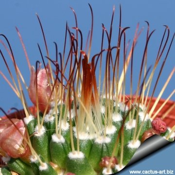 5483 cactus-art Cactus Art