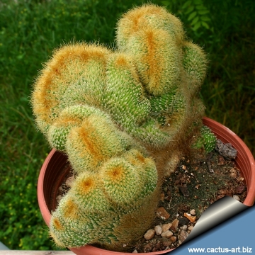 7340 cactus-art Cactus Art