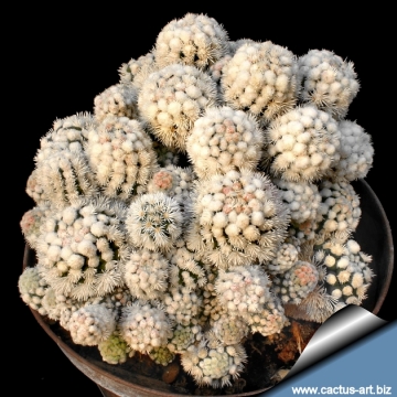 12179 cactus-art Cactus Art