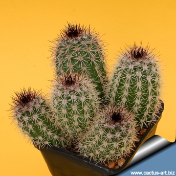 7080 cactus-art Cactus Art