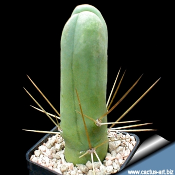 9841 cactus-art Cactus Art