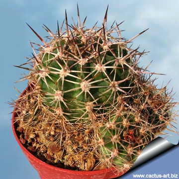 9903 cactus-art Cactus Art