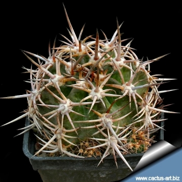 9906 cactus-art Cactus Art