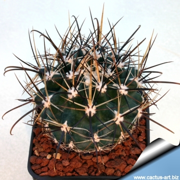 11147 cactus-art Cactus Art