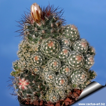 11461 cactus-art Cactus Art