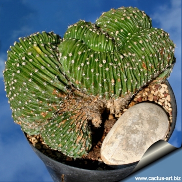 13657 cactus-art Cactus Art