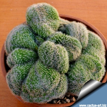 13660 cactus-art Cactus Art