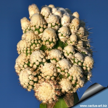 14255 cactus-art Cactus Art