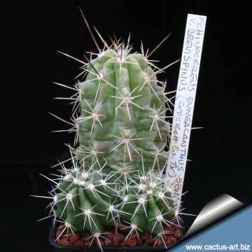 14305 cactus-art Cactus Art