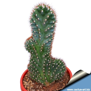 14946 cactus-art Cactus Art