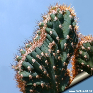 14947 cactus-art Cactus Art