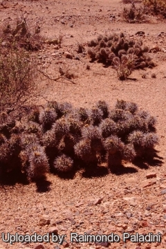 26946 RapCactus Raimondo Paladini