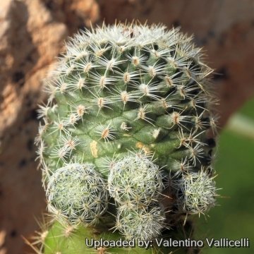 17016 valentino Valentino Vallicelli