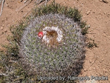 27041 RapCactus Raimondo Paladini