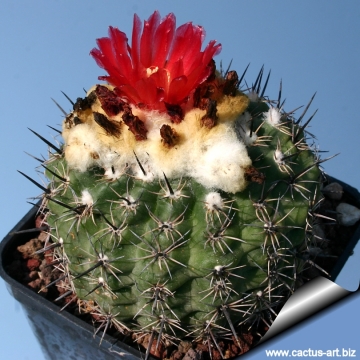 11472 cactus-art Cactus Art